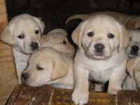 Red Handed Bandit-Caught, a male Labrador Retriever for sale in Marathon, NY – Photo 9 of 10