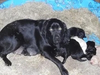 Red Handed Bandit-Caught, a male Labrador Retriever for sale in Marathon, NY – Photo 4 of 10