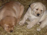 Red Handed Bandit-Caught, a male Labrador Retriever for sale in Marathon, NY – Photo 10 of 10