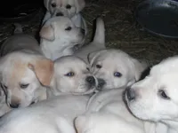 Red Handed Bandit-Caught, a male Labrador Retriever for sale in Marathon, NY – Photo 6 of 10