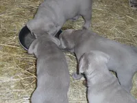 Lancer, a male Labrador Retriever for sale in Marathon, NY – 2 of 10