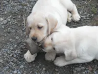 Sweetie Pie, a female Labrador Retriever for sale in Marathon, NY – Photo 2 of 10