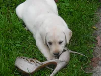 Sweetie Pie, a female Labrador Retriever for sale in Marathon, NY – Photo 1 of 10