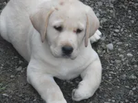 Sweetie Pie, a female Labrador Retriever for sale in Marathon, NY – Photo 6 of 10
