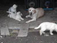 Sweetie Pie, a female Labrador Retriever for sale in Marathon, NY – Photo 7 of 10