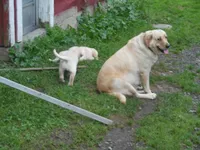 Sweetie Pie, a female Labrador Retriever for sale in Marathon, NY – Photo 3 of 10