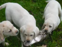 Sweetie Pie, a female Labrador Retriever for sale in Marathon, NY – Photo 5 of 10