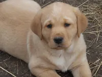 Sweetie Pie, a female Labrador Retriever for sale in Marathon, NY – Photo 10 of 10