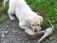 Sweetie Pie, a female Labrador Retriever for sale in Marathon, NY – Photo 4 of 10