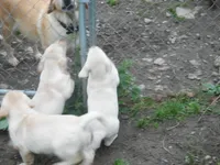 Sweetie Pie, a female Labrador Retriever for sale in Marathon, NY – Photo 8 of 10