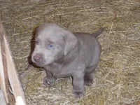 Lancer, a male Labrador Retriever for sale in Marathon, NY – 4 of 10