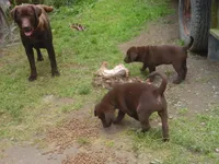 Boo Boo, a  Labrador Retriever for sale in Marathon, NY – 4 of 10