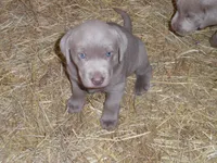 Lancer, a male Labrador Retriever for sale in Marathon, NY – 6 of 10