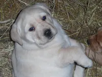 Blacky Girl, a female Labrador Retriever for sale in Marathon, NY – Photo 4 of 10