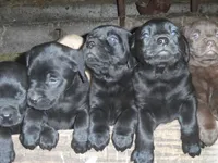 Blacky Girl, a female Labrador Retriever for sale in Marathon, NY – Photo 3 of 10