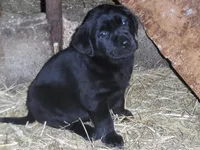 Blacky Girl, a female Labrador Retriever for sale in Marathon, NY – Photo 1 of 10