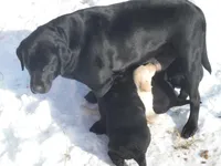 Blacky Girl, a female Labrador Retriever for sale in Marathon, NY – Photo 9 of 10