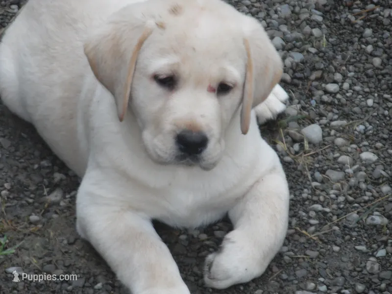 Bruiser – Labrador Retriever puppy for sale in Marathon, NY