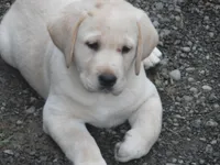 Bruiser, a male Labrador Retriever for sale in Marathon, NY – 1 of 10