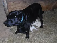 Bruiser, a male Labrador Retriever for sale in Marathon, NY – 10 of 10