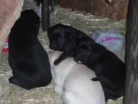Corina, a female Labrador Retriever for sale in Marathon, NY – 8 of 10