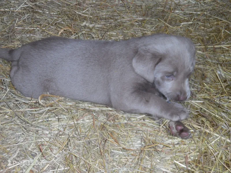 Luby – Labrador Retriever puppy for sale in Marathon, NY