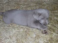 Luby, a female Labrador Retriever for sale in Marathon, NY – 1 of 10