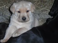 Bruiser, a male Labrador Retriever for sale in Marathon, NY – 6 of 10