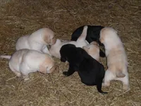 Roxy, a female Labrador Retriever for sale in Marathon, NY – 9 of 10