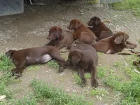 Brownie, a  Labrador Retriever for sale in Marathon, NY – 5 of 10