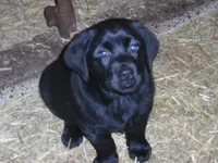 Roxy, a female Labrador Retriever for sale in Marathon, NY – 6 of 10