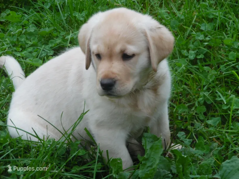 Corina – Labrador Retriever puppy for sale in Marathon, NY