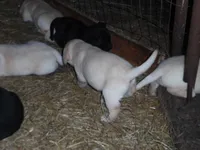 Black Tooco, a male Labrador Retriever for sale in Marathon, NY – 7 of 10