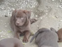 Brownie, a  Labrador Retriever for sale in Marathon, NY – 6 of 10