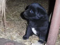 Jackie, a male Border Collie and Labrador Retriever for sale in Marathon, NY – Photo 3 of 10