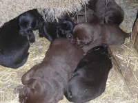 Jackie, a male Border Collie and Labrador Retriever for sale in Marathon, NY – Photo 2 of 10