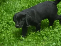 Jackie, a male Border Collie and Labrador Retriever for sale in Marathon, NY – Photo 9 of 10