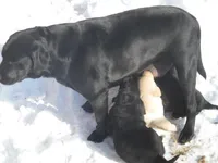 Jackie, a male Border Collie and Labrador Retriever for sale in Marathon, NY – Photo 5 of 10