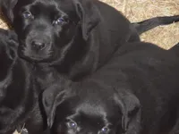 Buddy, a  Labrador Retriever for sale in Marathon, NY – Photo 2 of 10