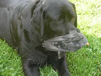 Buddy, a  Labrador Retriever for sale in Marathon, NY – Photo 5 of 10