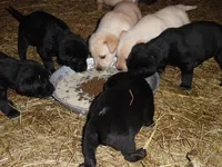 Buddy, a  Labrador Retriever for sale in Marathon, NY – Photo 10 of 10