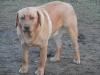 Buddy, a  Labrador Retriever for sale in Marathon, NY – Photo 4 of 10