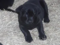 Buddy, a  Labrador Retriever for sale in Marathon, NY – Photo 1 of 10