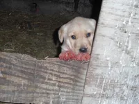 Buddy, a  Labrador Retriever for sale in Marathon, NY – Photo 8 of 10