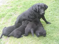 Buddy, a  Labrador Retriever for sale in Marathon, NY – Photo 6 of 10
