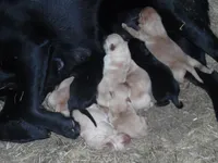 Buddy, a  Labrador Retriever for sale in Marathon, NY – Photo 7 of 10