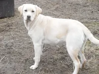 Luby, a female Labrador Retriever for sale in Marathon, NY – 8 of 10