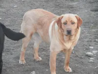 Jerry, a male Labrador Retriever for sale in Marathon, NY – Photo 8 of 10