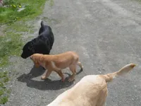 Jerry, a male Labrador Retriever for sale in Marathon, NY – Photo 4 of 10