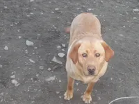 Jerry, a male Labrador Retriever for sale in Marathon, NY – Photo 9 of 10